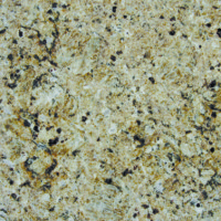 New Venetian Gold 12x12 Granite Tiles